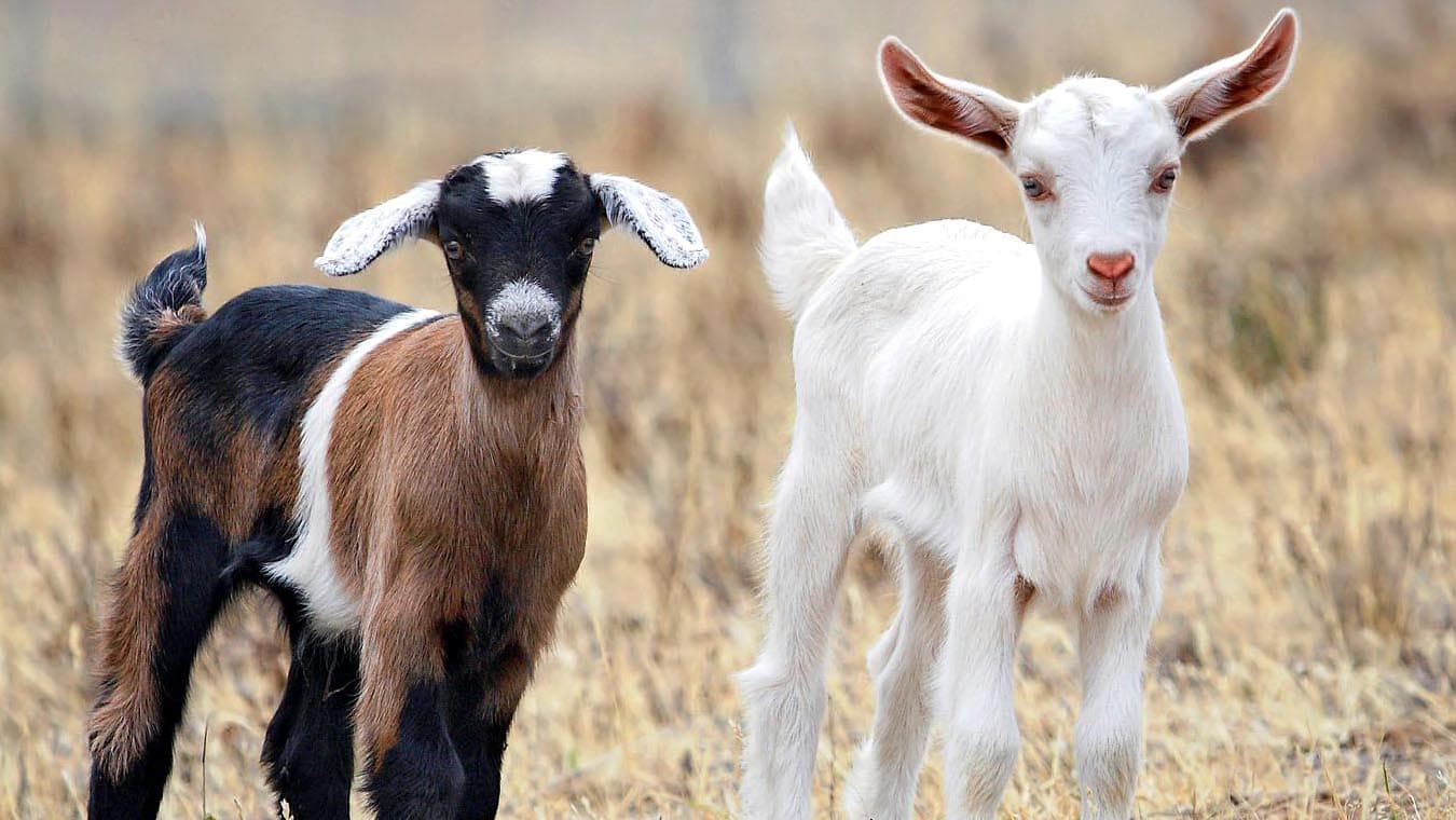 Cómo cocinar el cabrito